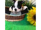 Boston Terrier Puppy for sale in Binger, OK, USA