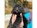 Labradoodle Puppy for sale in Gastonia, NC, USA