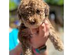 Labradoodle Puppy for sale in Gastonia, NC, USA