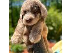 Mutt Puppy for sale in Gastonia, NC, USA