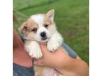 Pembroke Welsh Corgi Puppy for sale in Durant, OK, USA