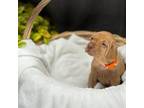 Vizsla Puppy for sale in Clemons, IA, USA
