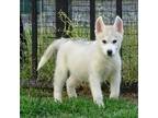 Siberian Husky Puppy for sale in Mechanicsville, VA, USA