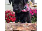 Labrador Retriever Puppy for sale in Mount Airy, NC, USA