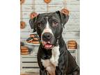 Annie, American Pit Bull Terrier For Adoption In Rock Springs, Wyoming