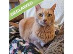Jessie -- Bonded Buddy With Eva, Domestic Shorthair For Adoption In Des Moines