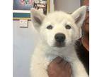 Alaskan Malamute Puppy for sale in San Leandro, CA, USA