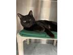 Donato, Domestic Shorthair For Adoption In Indianapolis, Indiana