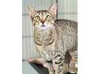 Terra, Domestic Shorthair For Adoption In Cumberland, Maine