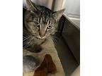 Chester, Domestic Shorthair For Adoption In Cumberland, Maine