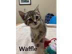 Waffle, Domestic Mediumhair For Adoption In Mountain View, Arkansas