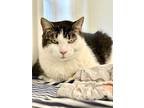 Silver, Domestic Shorthair For Adoption In Cumberland, Maine