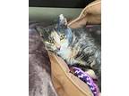 Frolic, Domestic Shorthair For Adoption In Cumberland, Maine