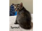 Sprout, Domestic Mediumhair For Adoption In Mountain View, Arkansas