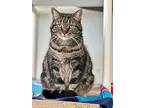 Lucky, Domestic Shorthair For Adoption In Cumberland, Maine