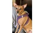 Foxy-cl, Miniature Pinscher For Adoption In Kansas City, Missouri