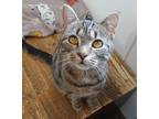 Sweety, Domestic Shorthair For Adoption In Belmont, New York