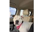 Pickles, American Pit Bull Terrier For Adoption In Jackson, Tennessee