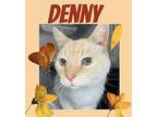 Denny, Siamese For Adoption In Harrisburg, North Carolina