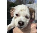 Khloe, Labrador Retriever For Adoption In Thomasville, North Carolina