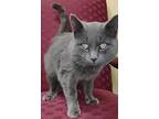 Sir James, Russian Blue For Adoption In Inez, Kentucky