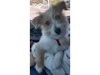 Jacquline, Westie, West Highland White Terrier For Adoption In Inez, Kentucky