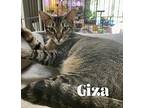 Giza, Domestic Shorthair For Adoption In Orlando, Florida