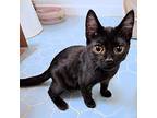 Pepper, Domestic Shorthair For Adoption In Rutherfordton, North Carolina