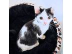 Sealy, Domestic Shorthair For Adoption In Rutherfordton, North Carolina