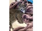 Ginger’s Evander, Domestic Shorthair For Adoption In Los Lunas, New Mexico