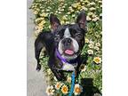 Tippy, Boston Terrier For Adoption In Milpitas, California