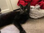 Onyx Gem, Domestic Shorthair For Adoption In Provo, Utah