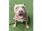 Shamrock, American Pit Bull Terrier For Adoption In Twinsburg, Ohio