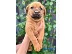 Marmalade 2 Pup: Muffin, Terrier (unknown Type, Medium) For Adoption In San