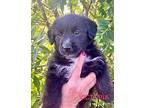 Maddi Pup: Victoria, Terrier (unknown Type, Medium) For Adoption In San Diego