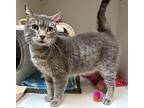 Gizmo, Domestic Shorthair For Adoption In Troutdale, Oregon