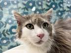Max, Domestic Shorthair For Adoption In Maumee, Ohio