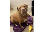 King, American Pit Bull Terrier For Adoption In Knoxville, Tennessee