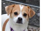 Cookie, Jack Russell Terrier For Adoption In West Seneca, New York