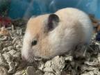 Omlette, Hamster For Adoption In Aurora, Illinois