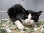 Chester, Domestic Shorthair For Adoption In Orillia, Ontario