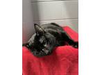 Catsanova, Domestic Shorthair For Adoption In Orillia, Ontario