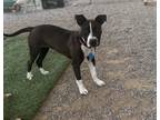 Wylan, American Staffordshire Terrier For Adoption In Phoenix, Arizona