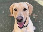 Hank, Labrador Retriever For Adoption In Phoenix, Arizona