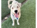 Zoey, Labrador Retriever For Adoption In Phoenix, Arizona