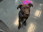 Coal, American Staffordshire Terrier For Adoption In Phoenix, Arizona