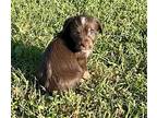 Whitney, Terrier (unknown Type, Medium) For Adoption In Ocala, Florida