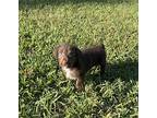 Wilber, Terrier (unknown Type, Medium) For Adoption In Ocala, Florida