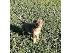 Wyndi, Terrier (unknown Type, Medium) For Adoption In Ocala, Florida