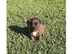 Wyla, Terrier (unknown Type, Medium) For Adoption In Ocala, Florida